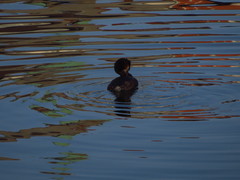 Podiceps cristatus