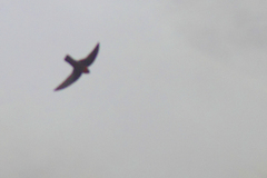 Streptoprocne rutila