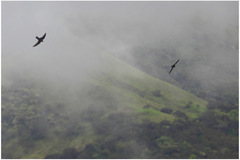 Streptoprocne rutila