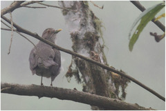 Turdus maculirostris