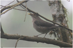 Turdus maculirostris