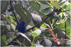 Diglossa indigotica