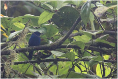 Diglossa indigotica