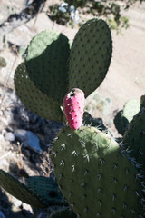 Opuntia chavena