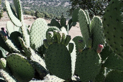 Opuntia chavena