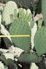 Opuntia chavena