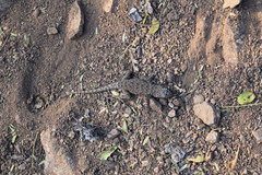 Sceloporus gadoviae