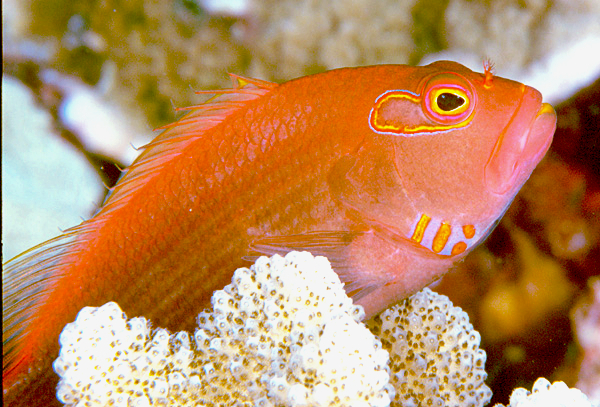 Paintedeye Hawkfish