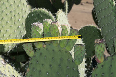 Opuntia chavena