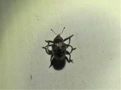 Chalcodermus collaris