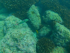 Halichoeres chierchiae