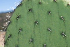 Opuntia chavena