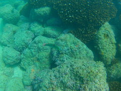 Halichoeres chierchiae