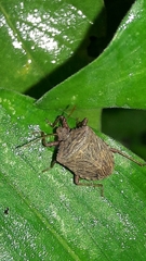 Agroecus griseus