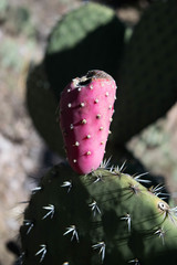 Opuntia chavena