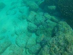 Halichoeres chierchiae