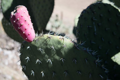 Opuntia chavena