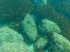 Halichoeres chierchiae