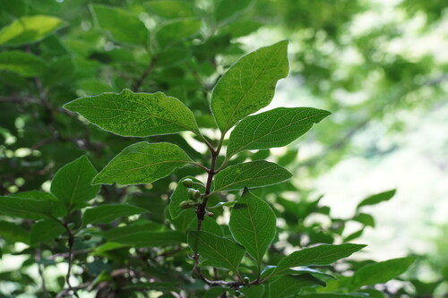 Lonicera vidalii iNat (2)