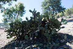 Opuntia chavena