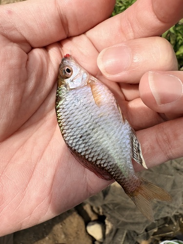 Tonkin bitterling (Acheilognathus tonkinensis) — Cyprinidae — 3