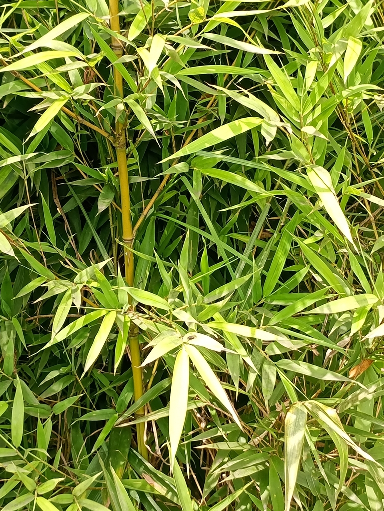 Phyllostachys
