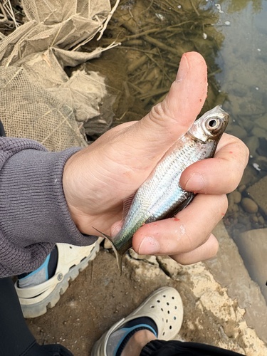 Melrose's bream (Sinibrama melrosei) — Cyprinidae