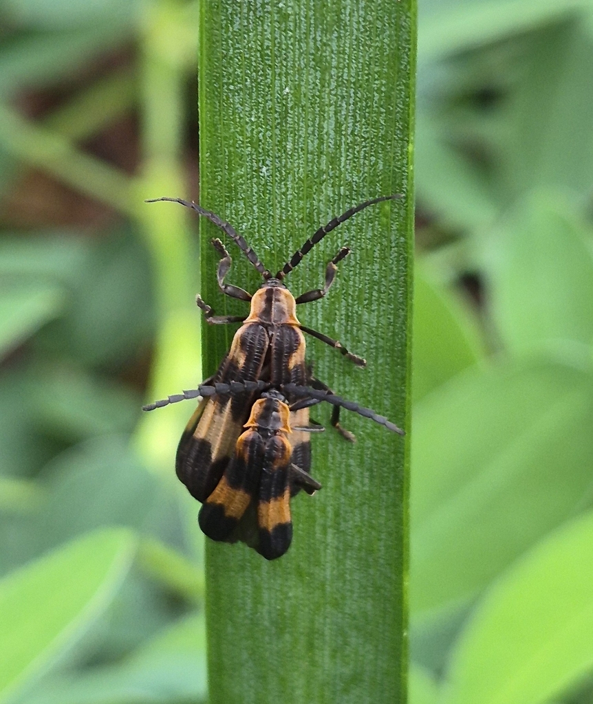 Net-winged Beetles from Instituto de Biociências on February 11, 2026 ...
