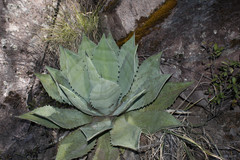 Agave durangensis
