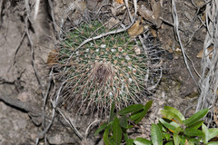 Mammillaria wagneriana