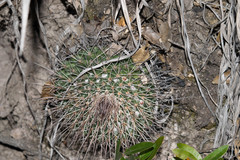 Mammillaria wagneriana