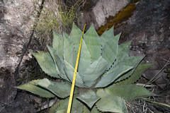 Agave durangensis