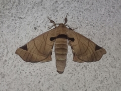 Apatelodes pandarioides