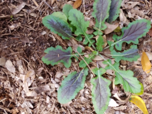 Salvia lyrata image