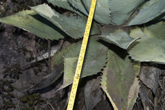 Agave durangensis