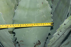 Agave durangensis