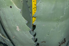 Agave durangensis