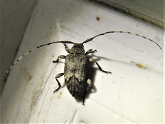 Sternidius mimeticus