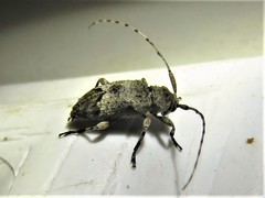 Sternidius mimeticus