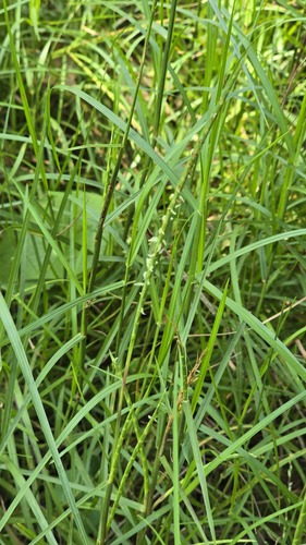 Hemarthria uncinata