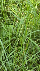 Hemarthria uncinata