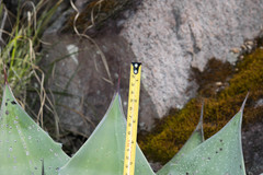 Agave durangensis