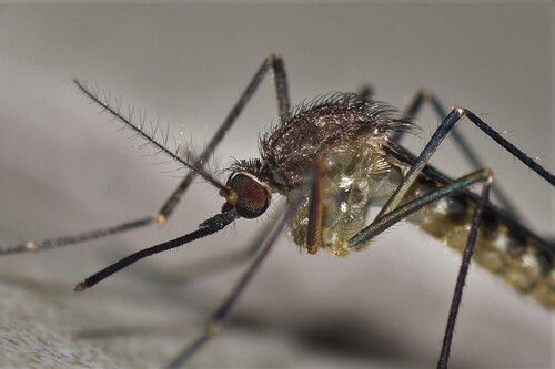 Culex pinarocampa