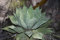 Agave durangensis