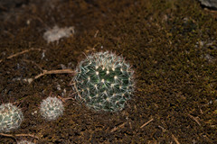 Mammillaria jaliscana jaliscana