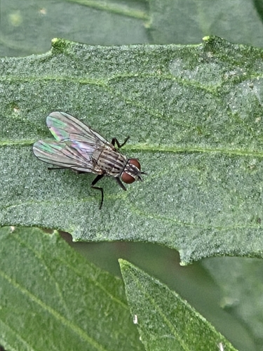 iNaturalist observation photo of Muscoid Flies