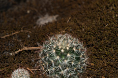 Mammillaria jaliscana jaliscana