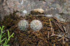 Mammillaria jaliscana jaliscana