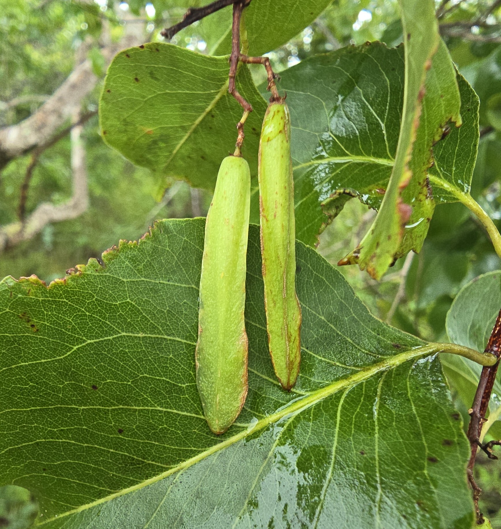 Plenckia populnea