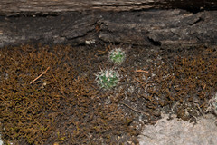 Mammillaria jaliscana jaliscana